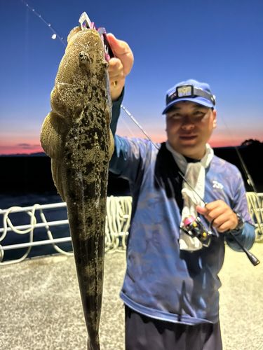 マゴチの釣果