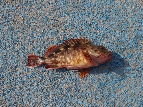 カサゴの釣果