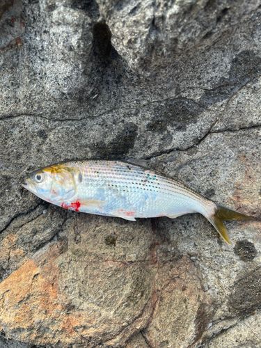 コノシロの釣果