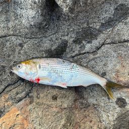 コノシロ