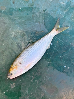 コノシロの釣果