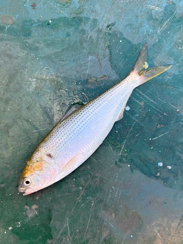 コノシロの釣果
