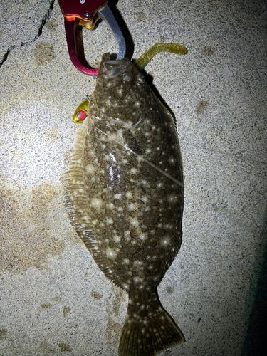 ソゲの釣果
