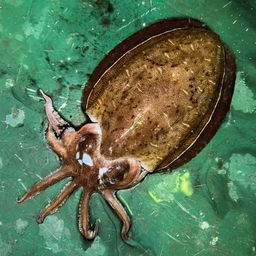 モンゴウイカ