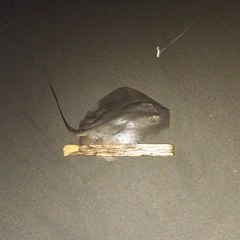 アカエイの釣果