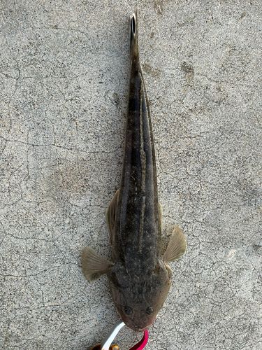 マゴチの釣果