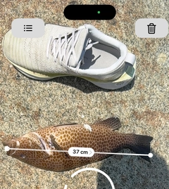オオモンハタの釣果