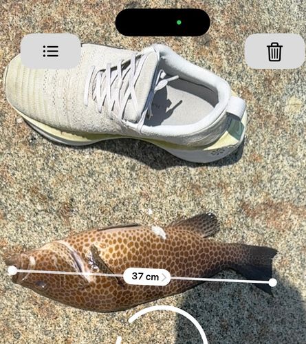 オオモンハタの釣果