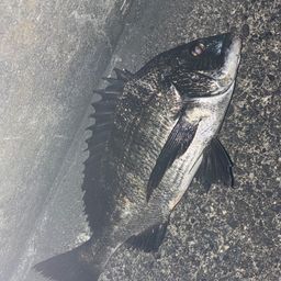 クロダイ