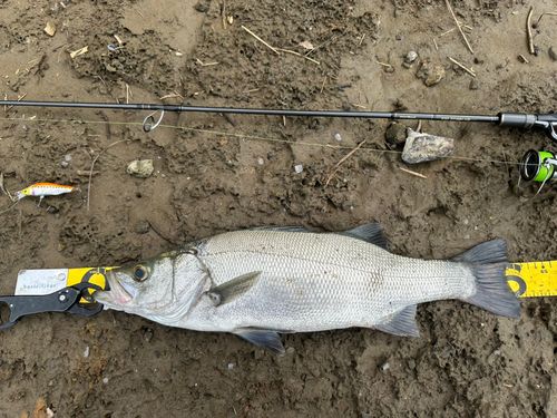 ヒラスズキの釣果