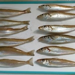 シロギス