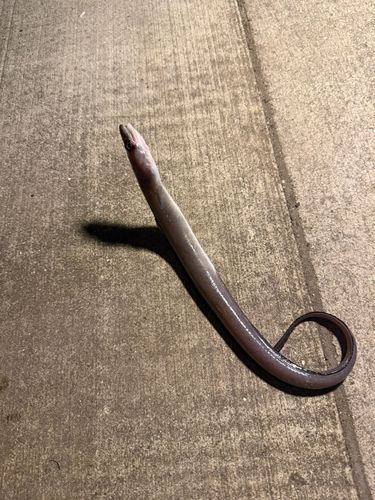 ダイナンアナゴの釣果
