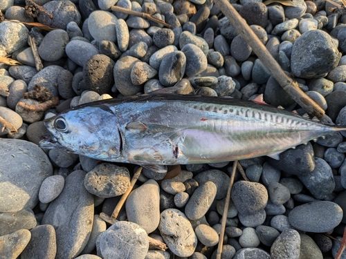 マルソウダの釣果