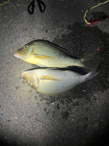 ハマフエフキの釣果