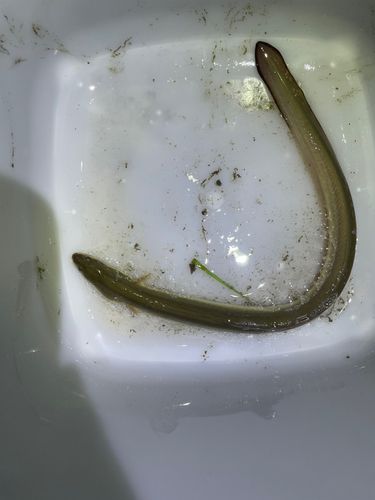 ウナギの釣果