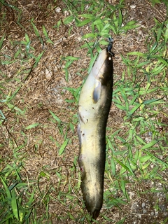 ナマズの釣果