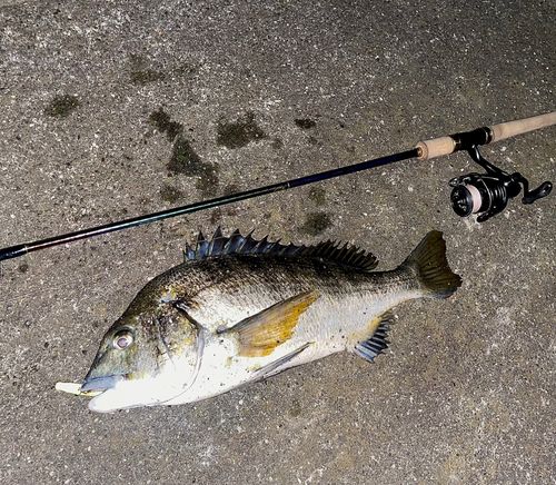 チヌの釣果