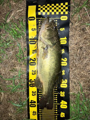 ラージマウスバスの釣果