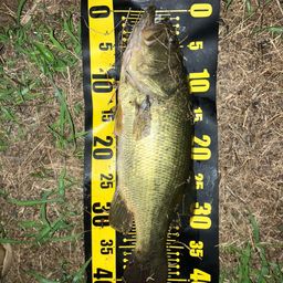 ラージマウスバス