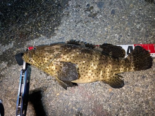 ヤイトハタの釣果