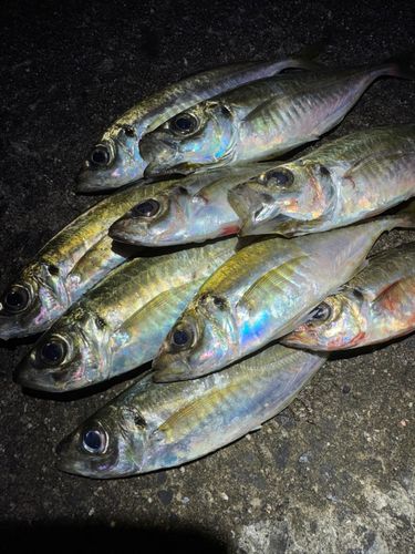 アジの釣果