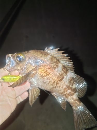 メバルの釣果