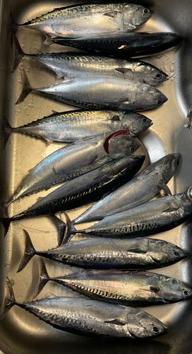 ソウダガツオの釣果