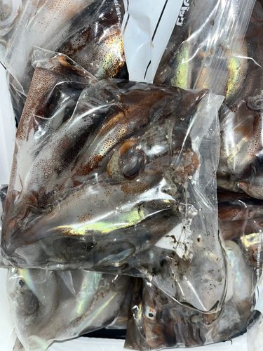 スルメイカの釣果
