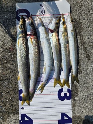 カマスの釣果
