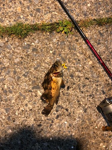 クロソイの釣果