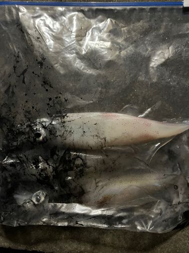 ケンサキイカの釣果