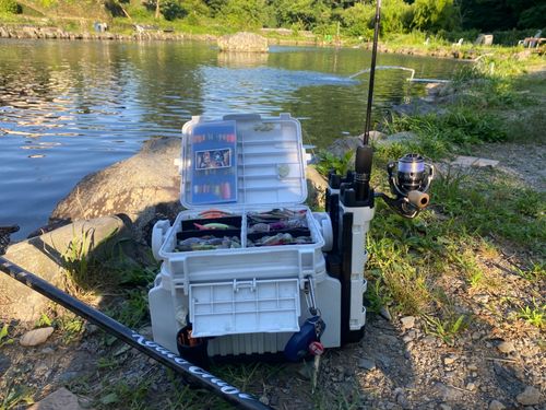 レインボートラウトの釣果