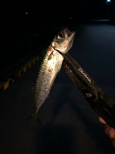 サバの釣果
