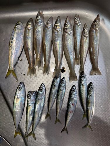 シロギス