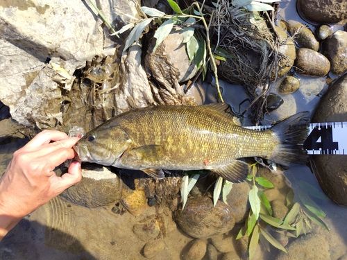 スモールマウスバスの釣果