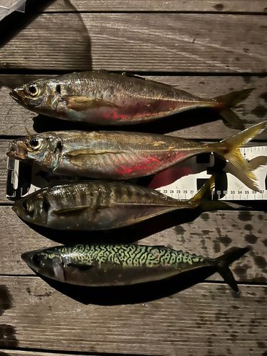 アジの釣果