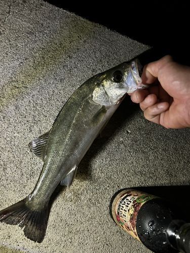 セイゴ（マルスズキ）の釣果