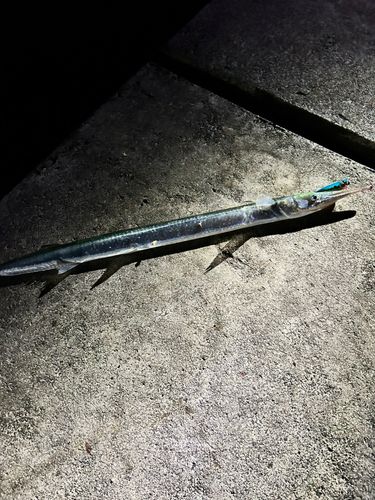 ダツの釣果