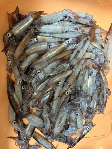 スルメイカの釣果