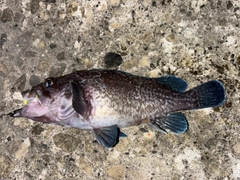 マゾイの釣果