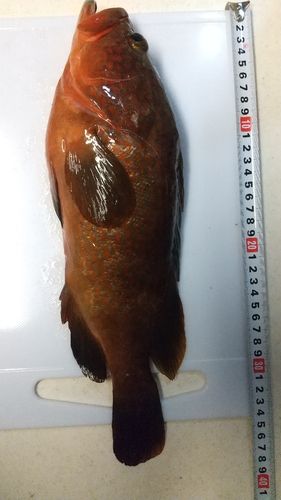 キジハタの釣果