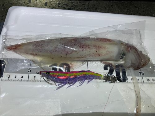 ケンサキイカの釣果