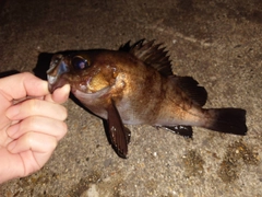 メバルの釣果
