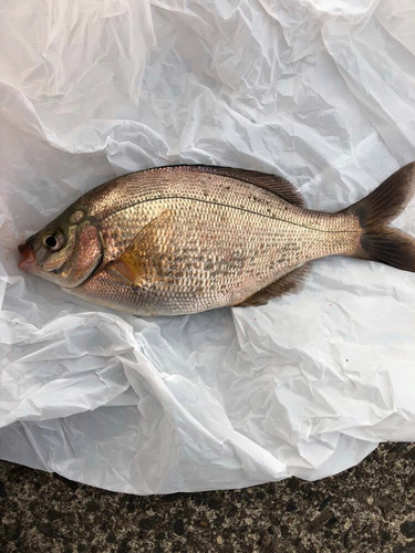 マタナゴの釣果