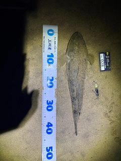 マゴチの釣果