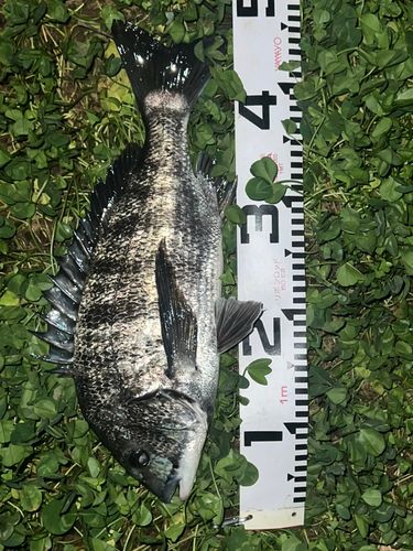 チヌの釣果
