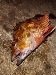 カサゴの釣果