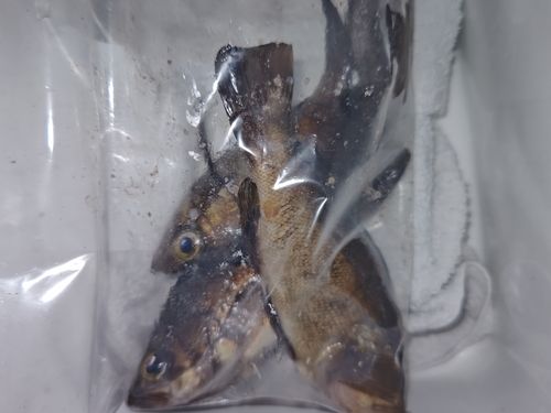 メバルの釣果