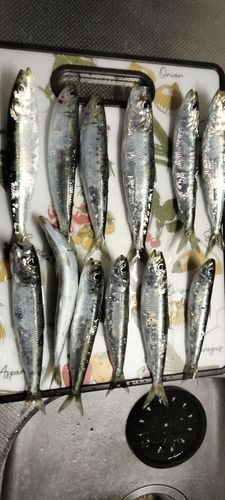 マイワシの釣果