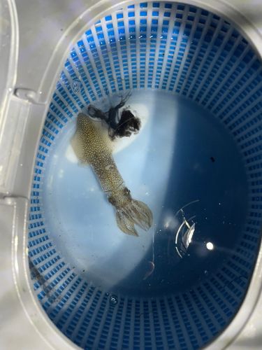 マメイカの釣果
